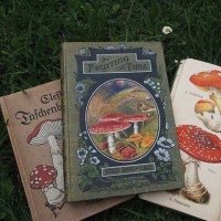 Mushy (@mushroomsforest) 's Twitter Profile