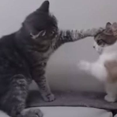 frenchpop8's profile picture. 