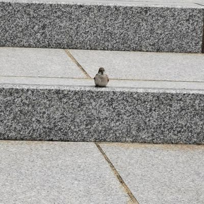 okvokcf's profile picture. 兵庫県でPokemon GOやってます