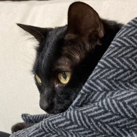 カワサキ (@kawasakicheese) 's Twitter Profile Photo カワサキ (@kawasakicheese) 's Twitter Profile Photo