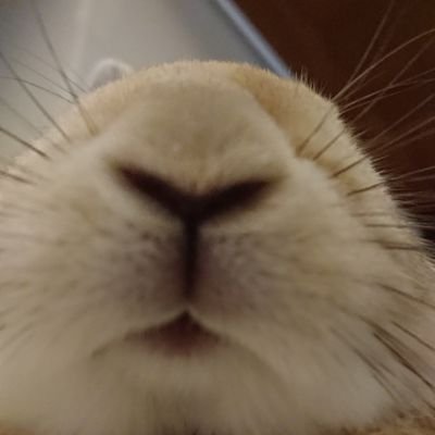 うさぎ知識0から、ドタバタの日々を過ごしています。少しでも幸せに過ごせるうさぎが増える事を願って奮闘記をお送りいたします。
8回目の春。楽しい日々を過ごそうね!