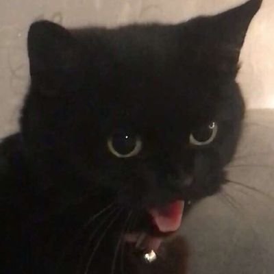 Poxi moxiさんのプロフィール画像