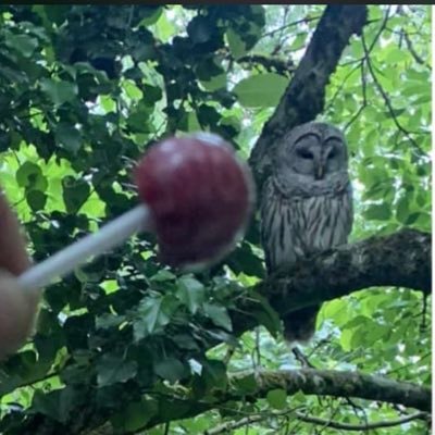 Tariquedt's profile picture. 🇯🇲 精益求精