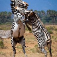 Uganda Tours & Safaris | UgandaToursAndSafaris.com (@ugantours) 's Twitter Profile
