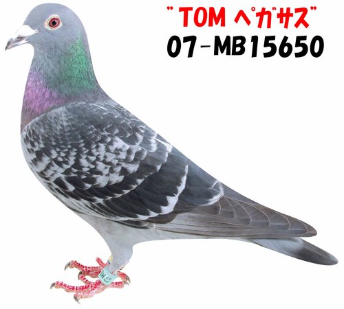 je1tom1's profile picture. The Road to Wakkanai in Japan.