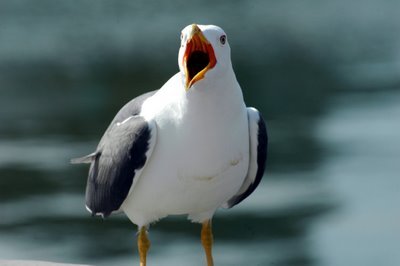 Software, technology && Seagulls