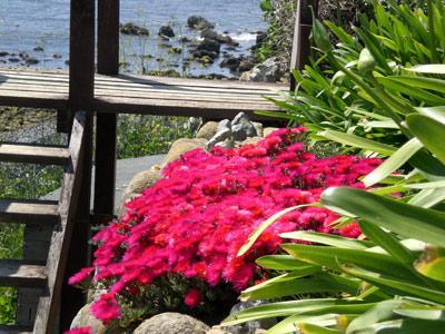 Situated in close proximity to St. Catherines Point on the Isle of Wight's southernmost shore, Castlehaven Caravan Site is a small privately run retreat.