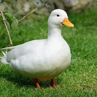ツイッター始めたばかりです。宜しくお願いします🤲