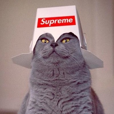 ThongWil's profile picture. Supremely bored.