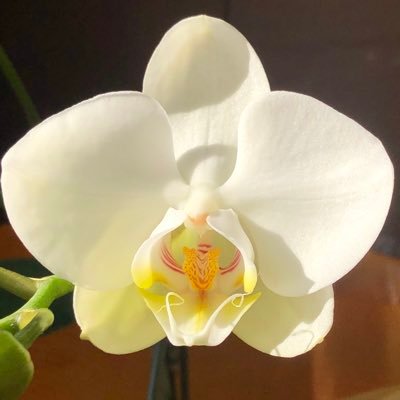 miyu39928359's profile picture. カナディアンロッキーのpikaナキウサギ好き🐰 保護ネコボランティアに興味あり😸ラボテク終わったな🔬🧫