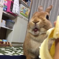 よちお (@kog_17aiknago) 's Twitter Profile