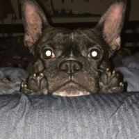 ハム太🐻ྀི🦊🐿 (@tora04160705) 's Twitter Profile