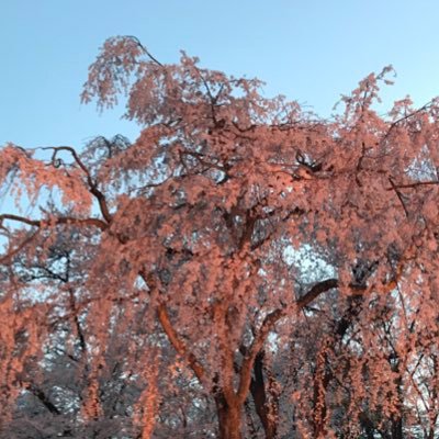 ラーメン王国でラーメン屋の孫。ヘブバン=リリースから無休でやってます。仕事時間が不規則なため年中寝不足