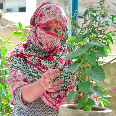 SajidaSharafat's profile picture. 