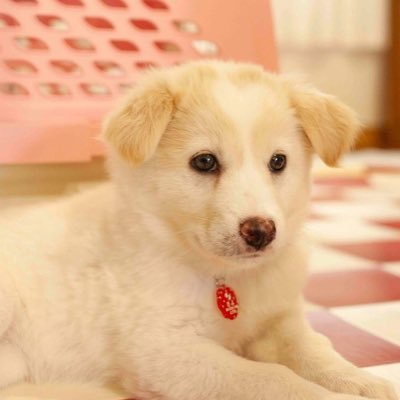 ひょんなことから家にきた保護犬みるく♀の成長記録です。皆さん仲良くしてください〜！ 🎂2021.3.16(推定) 🏠2021.6.13~ Insta：puppy.milky