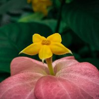 Rainbow plants (@rainbowplanters) 's Twitter Profile