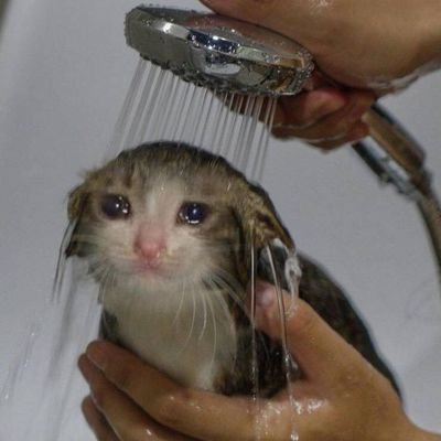 KisakumaM's profile picture. they/them, 18, german/english
Scanlan Shorthalt can get it