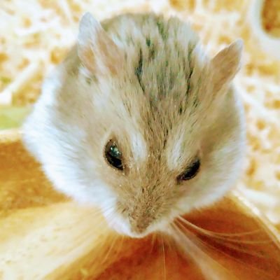 🐹あまちゃ🍋さんのプロフィール画像