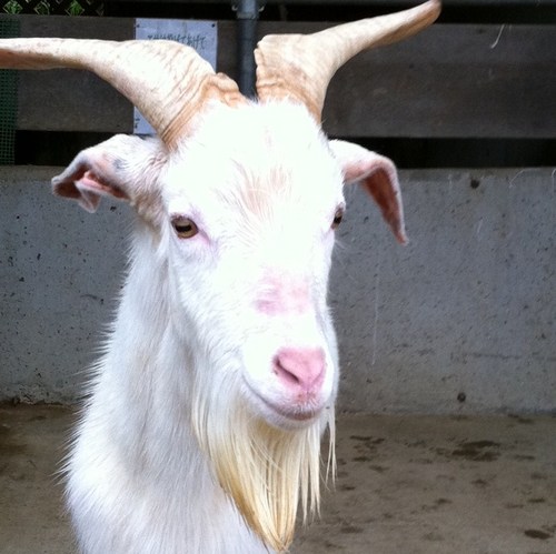 heajer's profile picture. 山羊です。