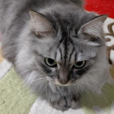櫻井みこと🌸【書籍・コミカライズ発売中】さんのプロフィール画像