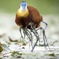 Nature/Wildlife/People. (@issaranger) 's Twitter Profile