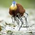 Nature/Wildlife/People. (@issaranger) Twitter profile photo Nature/Wildlife/People. (@issaranger) Twitter profile photo