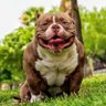 Mex38Tex's profile picture. Small business owner, American Bully breeder, owner operator Truck driver.