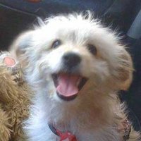 iweststore (@iweststore) 's Twitter Profile