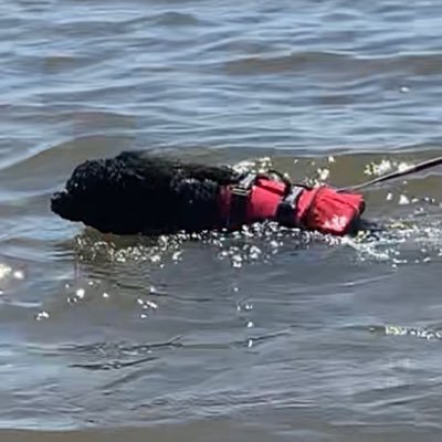 We are Portuguese water dogs, who keep busy doing therapy visits, obedience, rally, tricks, and conformation. We work hard, we play hard, we mess with minds.