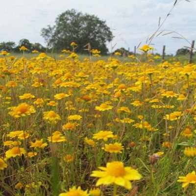 Evolutionary ecologists in the Department of Ecology & Evolutionary at CU Boulder. We study how plants evolve in extreme and variable environments.