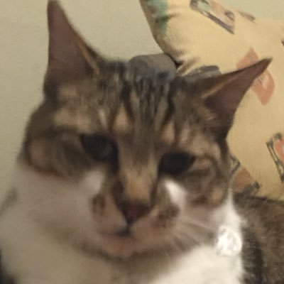 キジ白猫ちゃん探してます Miyamiyamiya21 Twitter キジ白猫ちゃん探してます Miyamiyamiya21 Twitter