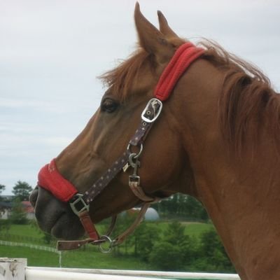 引退競走馬の余生に関わっています。
犬猫保護にも関心を持っています。
趣味は音楽。
大好きなアーティストは、ピアノはオイゲン・キケロ、Evgeny.Khamara、よみぃ、ふみ。
歌手はDimash.Kudaibergen、スコーピオンズ、クィーン,
etc,etc....。
愛馬やサポートホースのツィートが多いです