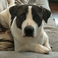 Crypto Bullkita (@cryptobullkita) 's Twitter Profile