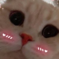 โ๏ธ๏ธ๐๐๐๐คโก๏ธ (@meowmeowcatcall) 's Twitter Profile