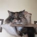 Miss Lesley barnard (@misslesleybarn1) Twitter profile photo Miss Lesley barnard (@misslesleybarn1) Twitter profile photo