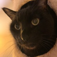 杏仁そふと (@seven__oops) 's Twitter Profile