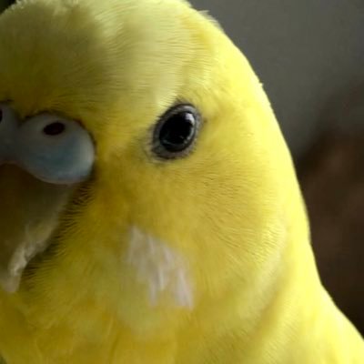 鎌倉インコ Peony Chocolate Twitter 鎌倉インコ Peony Chocolate Twitter