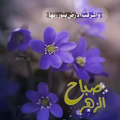 Sara43996122's profile picture. Normale