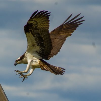 SolrQF's profile picture. I retweet cool stuff