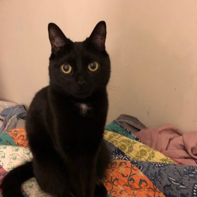 daffodilthebean's profile picture. 4 year’s old. 6 pound’s. 2 parent’s who lov me. 🏳️‍🌈🏳️‍⚧️