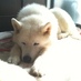 くぁさか (@montblanck) Twitter profile photo
