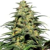 cannivent's profile picture. Random rants, reviews, current events, grow pics, tips & more. #The420Fellowship Every Sunday @ 420 LIVE on IG #CanniVent #LessStressMoreProgress