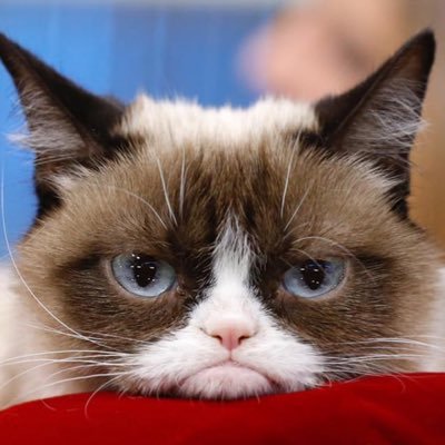 1ptperspective_'s profile picture. a brainiac