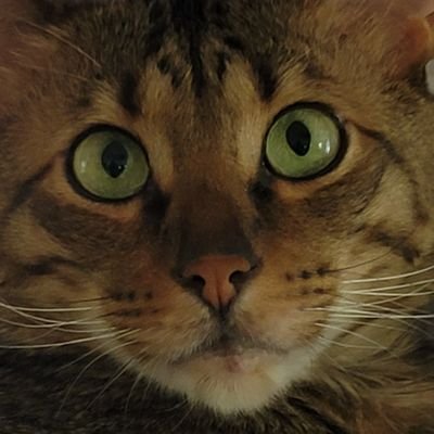 Icefshr1's profile picture. 