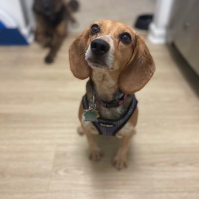 I am a rescue beagle starting a new life with my Mom!  We are getting to know each other and are ready for some fun adventures! 🐶🥰