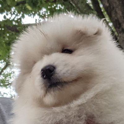 samoyed_lamb Profile Picture