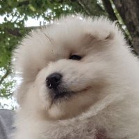 サモエド ラムちゃん🐏(@samoyed_lamb) 's Twitter Profile Photo