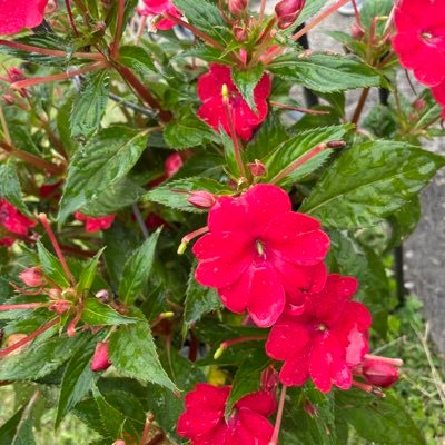 ZRosariah's profile picture. 