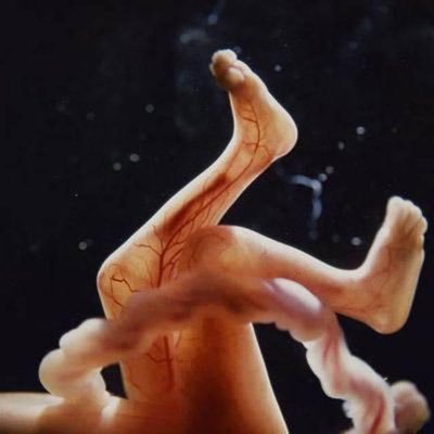laikamala's profile picture. Libertaria al 100