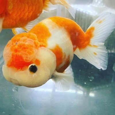 しぃちゃん 金魚 陸亀 Shimi ট ইট র